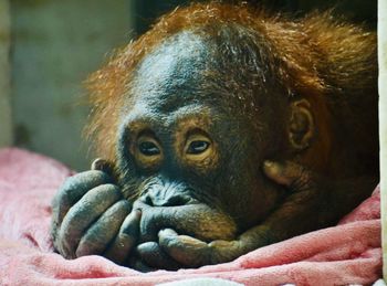 Close-up of lion relaxing in zoo
