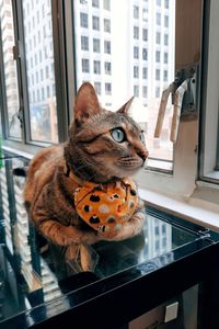 Close-up of a cat looking through window