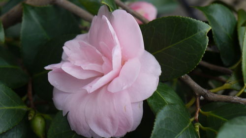 Close-up of pink flowers