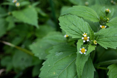 plant part
