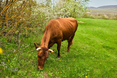 Horse grazing on field