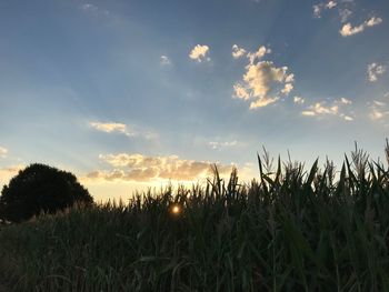 Plants growing on field against sky during sunset