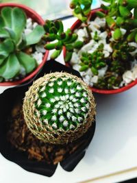 Close-up of succulent plant