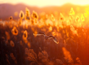 Short-eared owl flying over field