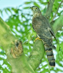 Low angle view of bird perching on branch