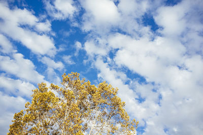 Low angle view of flowering plant against cloudy sky