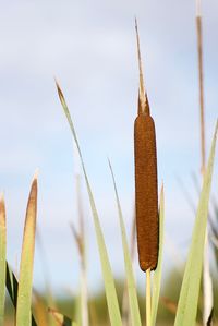 Close-up of plants growing against sky