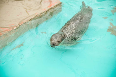 High angle view of turtle swimming in pool