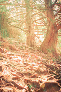 Trees growing in forest