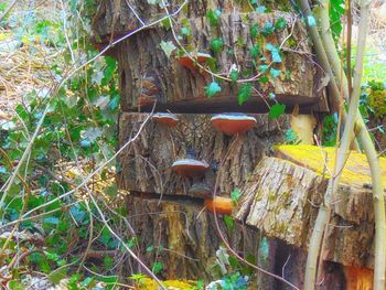 Tree trunk in forest