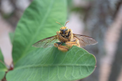 Close-up of butterfly on leaf