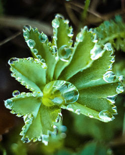 Close-up of water drops on plant