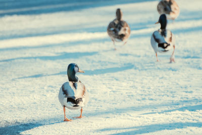 View of birds on beach