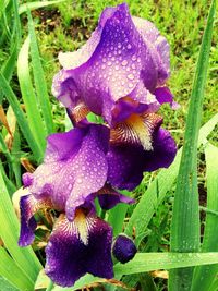 Close-up of purple flowers