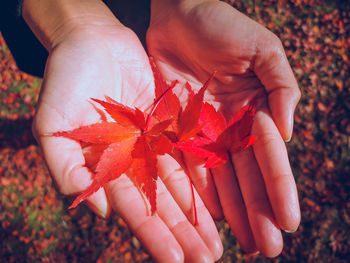 Close-up of hand holding maple leaves during autumn