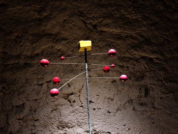 High angle view of multi colored flowers on street