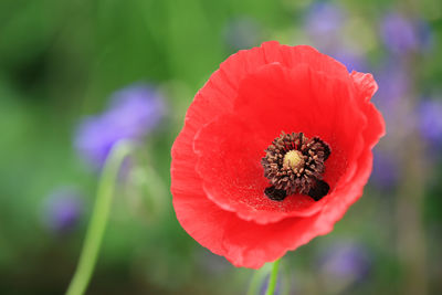 Close-up of red poppy flower