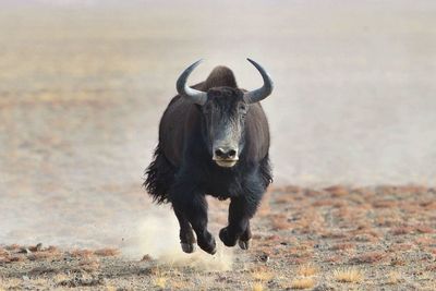 Yak running on field