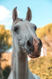 Close-up portrait of horse against sky