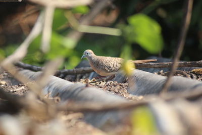 Bird perching on a tree