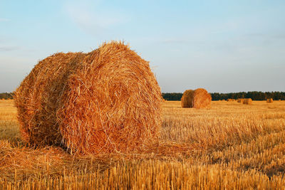 Field with dry yellow grass and haystacks on a sunset. autumn landscape.