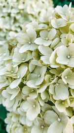 Full frame shot of white flowering plants