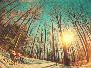 Scenic view of bare trees against sky