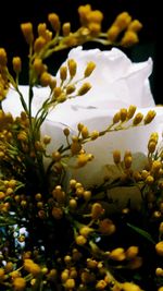 Close-up of white flowering plant