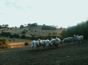 Horses grazing on field against clear sky