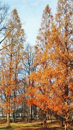 Autumn trees against sky