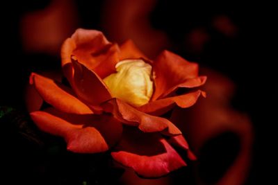 Close-up of rose flower