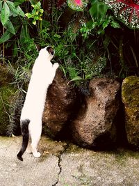 Cat amidst plants