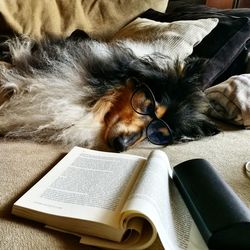 Close-up of dog on book