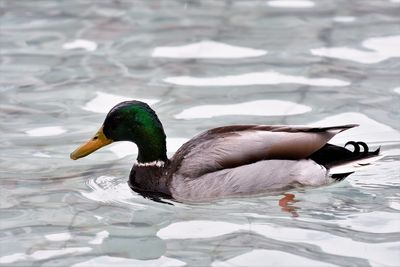 Close-up of duck swimming