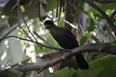 Bird perching on branch