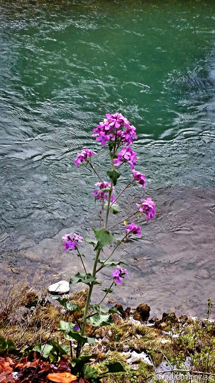 CLOSE-UP OF PINK FLOWERS BLOOMING IN POND