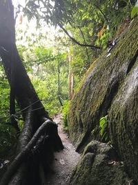 Trees in forest