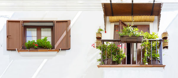 Plants outside house