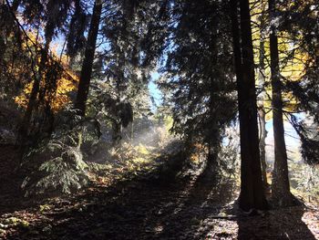 Trees in forest