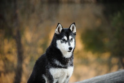 Portrait of black dog looking away