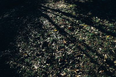 High angle view of trees growing on field