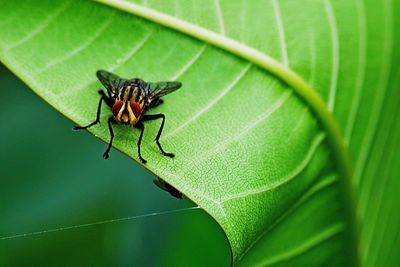 Close-up of insect on leaf
