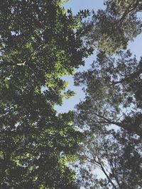 Low angle view of trees against sky