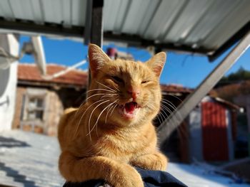 Close-up of a cat yawning