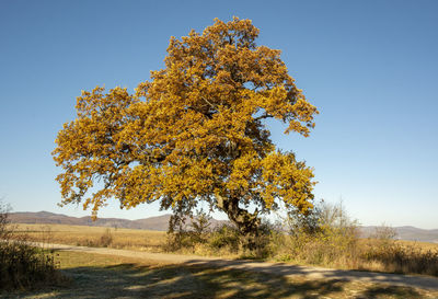 Ancient oak tree , quercus, in the autumn. yellow leaves in the fall.