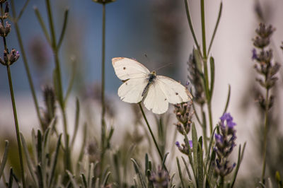 Close-up of butterfly pollinating on flower