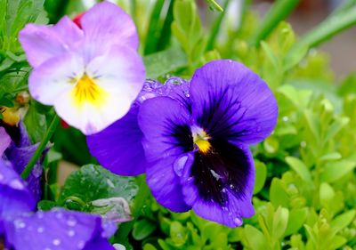Close-up of purple flowers