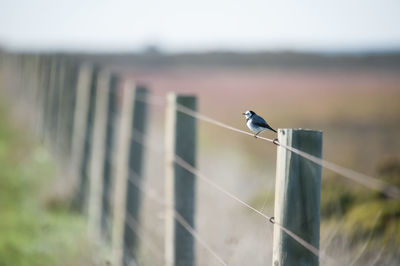 Bird perching on fence