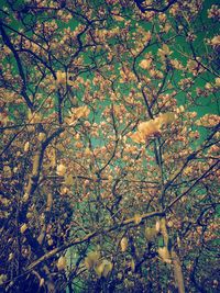 Low angle view of trees