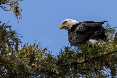 American bald eagle perching in tree against blue sky